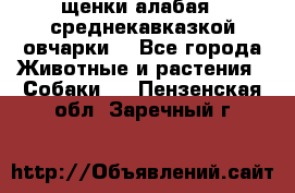 щенки алабая ( среднекавказкой овчарки) - Все города Животные и растения » Собаки   . Пензенская обл.,Заречный г.